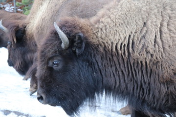 Fototapeta premium american bison in yellowstone