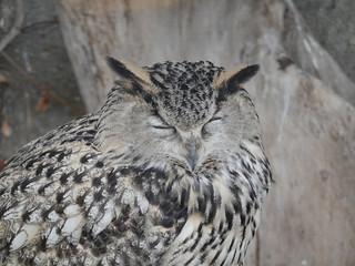 Eagle owl sitting and looking on the background of tree leaves