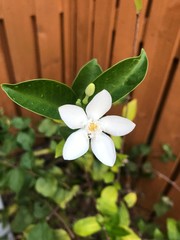Obraz premium white frangipani flower