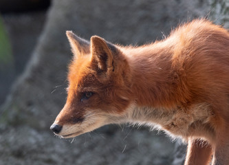 Golden jackal in nature tracks down prey, portrait