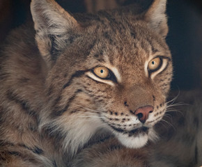 Lynx looks with predatory eyes from the shelter