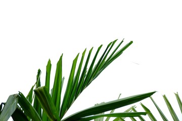 Tropical palm leaves on white isolated background for green foliage backdrop 