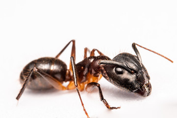 camponotus major ant in a white background