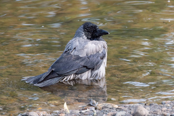 Black bird crow bathing In the lake