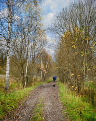 Fototapeta premium woodland walk
