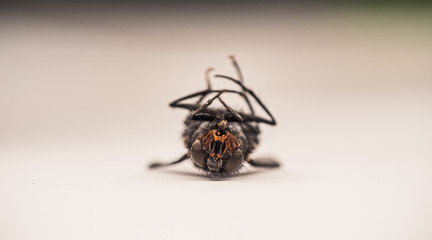 Reversed Fly macro 