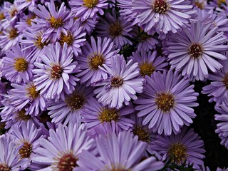 Close-up van paarse bloemen