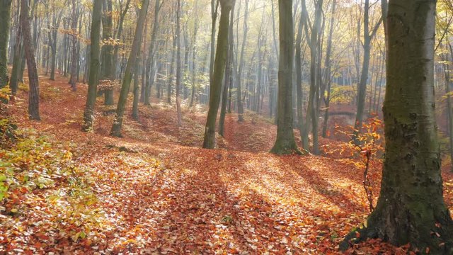 The sun shining in the autumn forest. A peaceful forest. The leaves changing color and peaceful forest. Autumn nature landscape. The sun shining in the autumn forest.