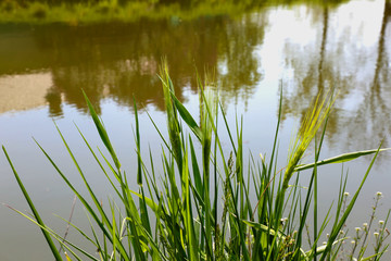 Fresh young wheat spike macro nature macro on a light green water background. Dewdrops on.