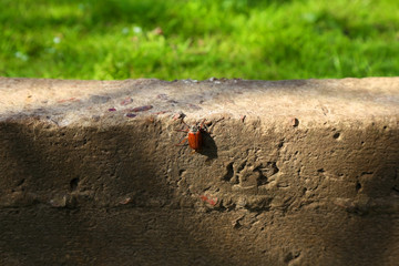 the beetle crawls on a concrete slab. May beetle. Chafer