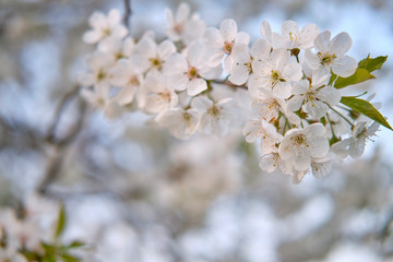 White buds of blossoming cherry cherry flowers on a branch, on a white blurred background