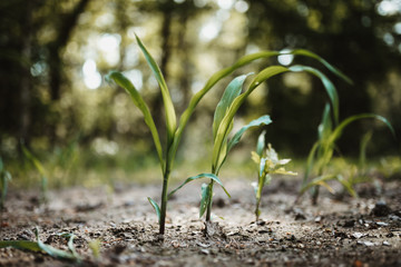 photo of small plants growing from the ground