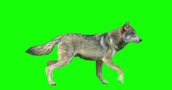 An animated wolf performing a variety of loopable actions over a green background. The wolf stands, walks, trots, runs, sits down and howls, lies down, sits up, and stands up.