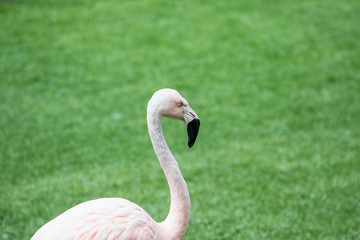 Pink flamingos against green background. Closeup portrait flamingo,