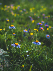 Wild flowers purple daisies on a mountain meadow in spring time