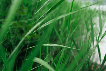 photo of grass in the garden closeup