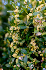 Buxus sempervirens - close-up of flowers on a boxwood bush.
