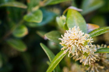Buxus sempervirens - close-up of flowers on a boxwood bush.