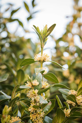 Buxus sempervirens - close-up of flowers on a boxwood bush.