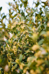 Buxus sempervirens - close-up of flowers on a boxwood bush.