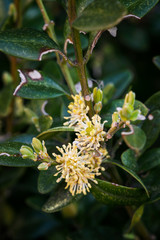 Buxus sempervirens - close-up of flowers on a boxwood bush.