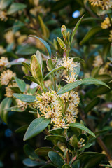 Buxus sempervirens - close-up of flowers on a boxwood bush.