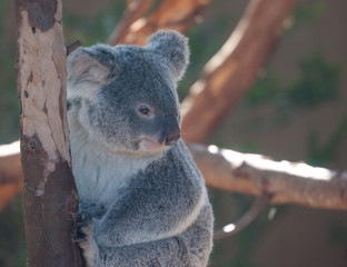 Koala Bear portrait 