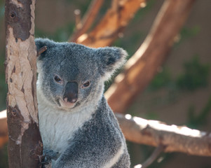 Koala Bear portrait  © Avi