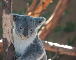 Koala Bear portrait 