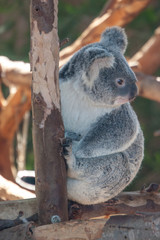 Koala Bear portrait 