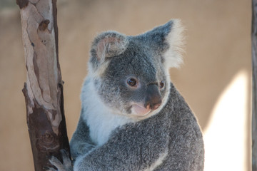 Obraz premium Koala Bear portrait 
