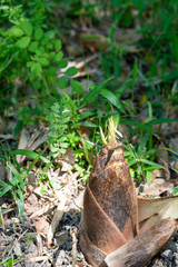 Close up of edible bamboo shoots.  