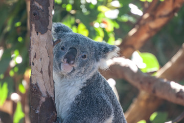 Koala Bear portrait 