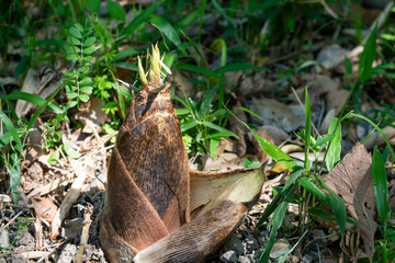 Close up of edible bamboo shoots.  