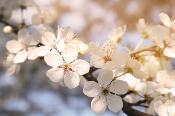 Cherry blossom, tree branches flowering. Spring and beauty concept. Selective focus.