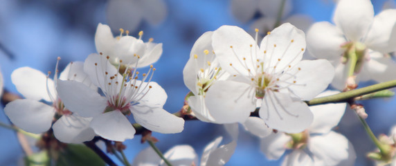 Cherry blossom, tree branches flowering. Spring and beauty concept. Selective focus. Banner.