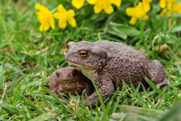 Two toad close up sitting in the grass.Selective focus,side view