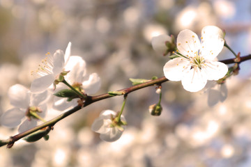 Cherry blossom, tree branches flowering. Spring and beauty concept. Selective focus.