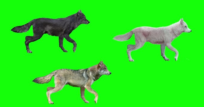 Three animated wolves with loopable gait cycles, isolated on green background. Includes standing, walk, trot, run, sit down, howl, lay down, sit up, stand up.