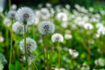 Green dandelions in beautiful style on green background. Allergy to flowers. Spring concept. Floral background. Summer background. Beautiful spring garden.