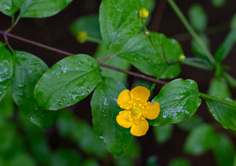 Dotterblume Regennass gelb mit grünen Blättern