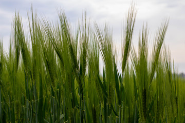 Gerste in Nahaufnahme mit blauem Himmel und Wolken