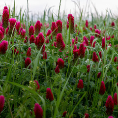 roter Klee in einer hohen Wiese