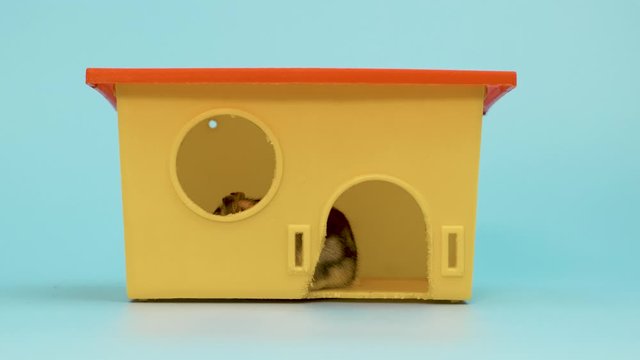 Closeup of a small funny miniature jungar hamster sitting at small yellow plastic rat house. Fluffy and cute Dzhungar rat at home.