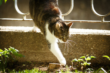 Katze geht durch einen Zaun
