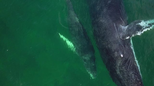 Humpback Whale and Calf Watching off Isla Conadora, Las Perlas Panama