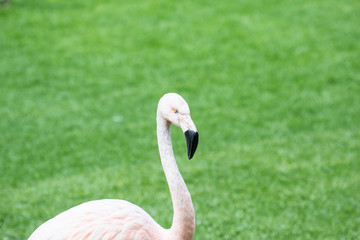 Pink flamingos against green background. Closeup portrait flamingo,