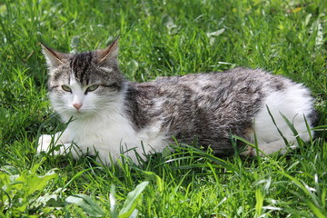 Naklejka na ściany i meble fluffy cat on fresh grass in spring 