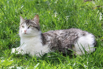 fluffy cat on fresh grass in spring 