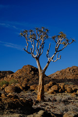 Quiver tree